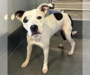 American Staffordshire Terrier-Unknown Mix Dogs for adoption in San Antonio, TX, USA