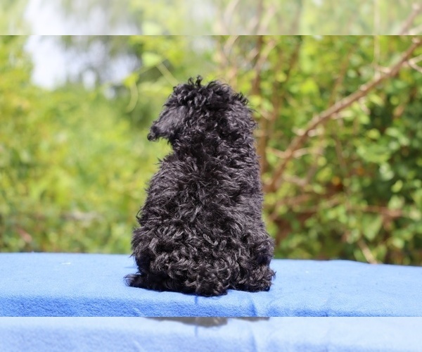 Medium Photo #6 Poodle (Toy) Puppy For Sale in DYERSBURG, TN, USA