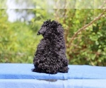 Small #5 Poodle (Toy)