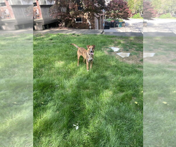 Medium Photo #3 Coonhound-Unknown Mix Puppy For Sale in Springdale, PA, USA