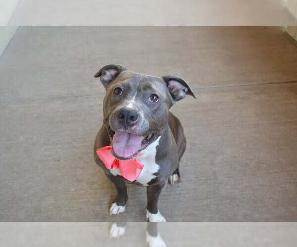 Medium Photo #3 American Pit Bull Terrier-Unknown Mix Puppy For Sale in McKinney, TX, USA