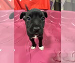 Small #3 Labrador Retriever Mix