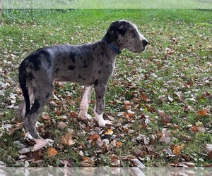 Great Dane Puppy for sale in WHITELAND, IN, USA