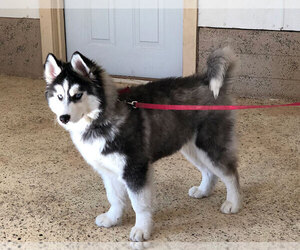 Siberian Husky Puppy for sale in PENNS CREEK, PA, USA