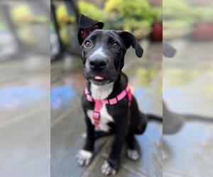 American Pit Bull Terrier-Border Collie Mix Dogs for adoption in Alameda, CA, USA