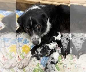 Mother of the Australian Shepherd puppies born on 01/30/2023
