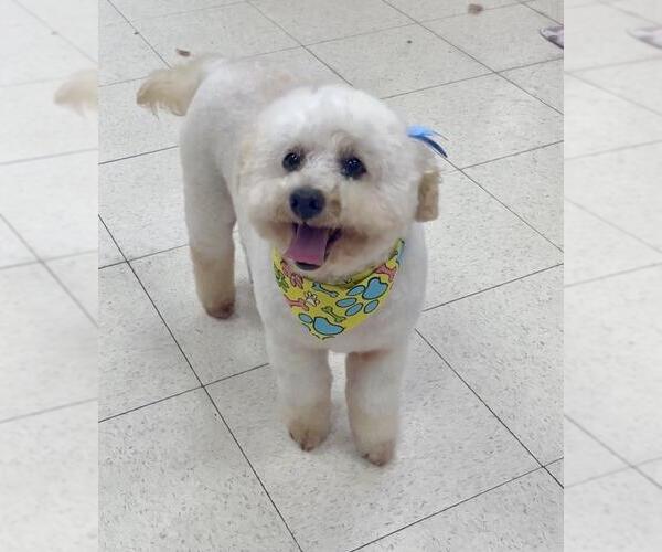 Medium Photo #1 Poodle (Toy) Puppy For Sale in Santa Barbara, CA, USA