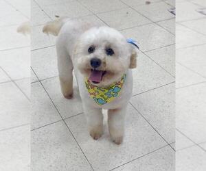 Poodle (Toy) Dogs for adoption in Santa Barbara, CA, USA