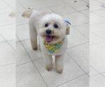 FRANKIE - Male Poodle (Toy) Dog for Adoption - Small photo