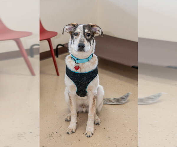 Medium Photo #10 Mutt Puppy For Sale in Mundelein, IL, USA