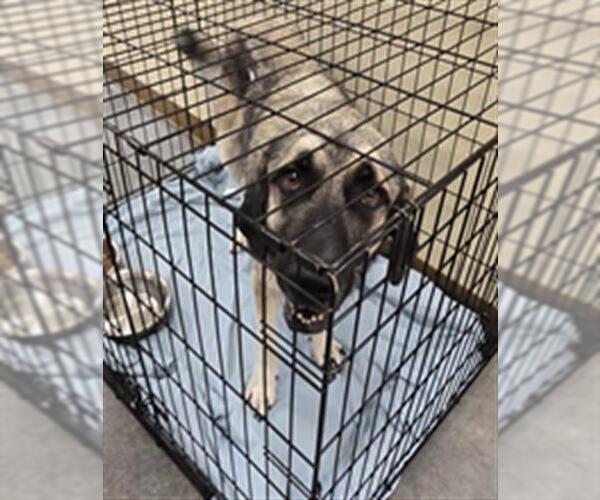 Medium Photo #1 Anatolian Shepherd-Unknown Mix Puppy For Sale in Texas City, TX, USA