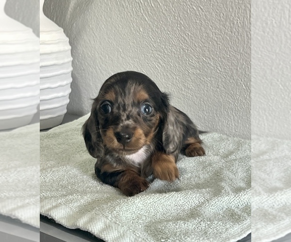 Medium Photo #1 Dachshund Puppy For Sale in NILES, MI, USA