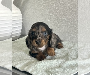 Dachshund Puppy for Sale in NILES, Michigan USA