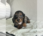 Image preview for Ad Listing. Nickname: AKC Shelly Blue