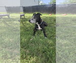 Small #2 Mutt