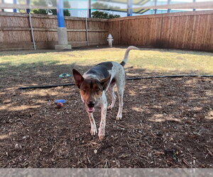 Australian Kelpie-Australian Shepherd Mix Dogs for adoption in Plano, TX, USA