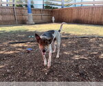RANGER - Male Australian Kelpie-Australian Shepherd Mix Dog for Adoption - Small photo