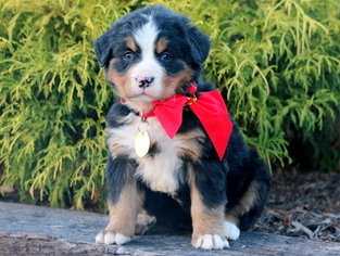 Bernese Mountain Dog Puppy for sale in MOUNT JOY, PA, USA