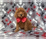Small Goldendoodle (Miniature)