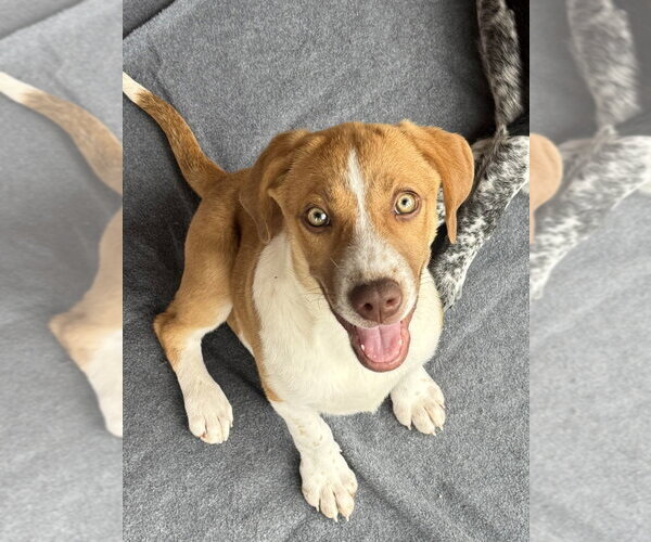 Medium Photo #1 Mutt Puppy For Sale in Bolivar, MO, USA