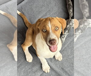 Mutt Dogs for adoption in Bolivar, MO, USA