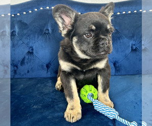 French Bulldog Puppy for sale in MEMPHIS, TN, USA