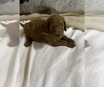 Small Photo #16 Poodle (Standard) Puppy For Sale in BARTLETT, TX, USA