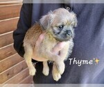 Puppy Thyme Brussels Griffon