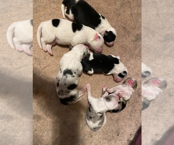 View Ad BorderAussie Puppy for Sale near BLAIRSVILLE, USA