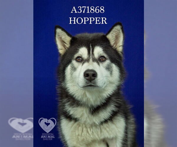 Medium Photo #2 Siberian Husky Puppy For Sale in Stockton, CA, USA