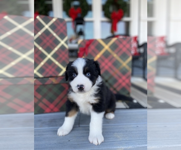 Medium Photo #6 Australian Shepherd Puppy For Sale in VERMONTVILLE, MI, USA