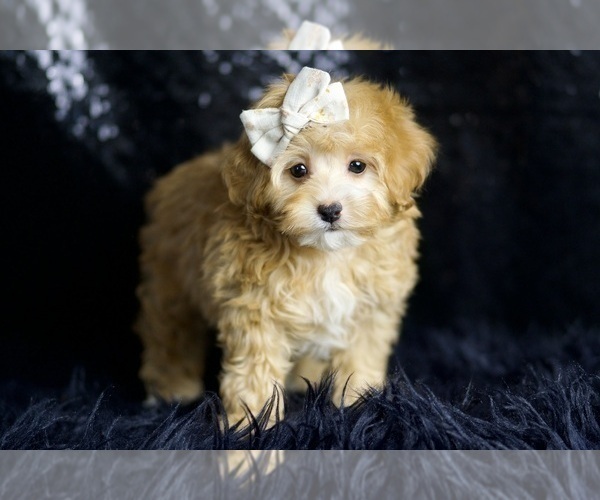 Medium Photo #13 Maltipoo Puppy For Sale in WARSAW, IN, USA