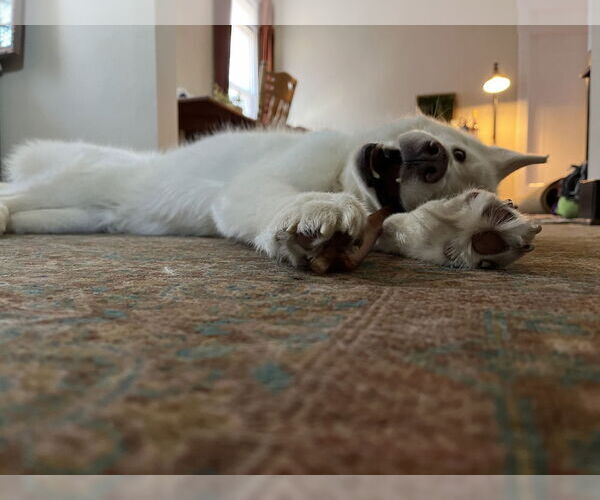 Medium Photo #2 - Mix Puppy For Sale in Springdale, PA, USA