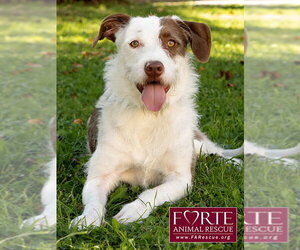 Teddy - Male Mutt Dog for Adoption - Photo #4