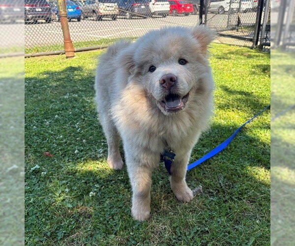 Medium Photo #1 Chow Chow Puppy For Sale in Boston, MA, USA