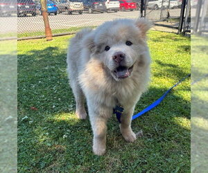 Chow Chow Dogs for adoption in Boston, MA, USA