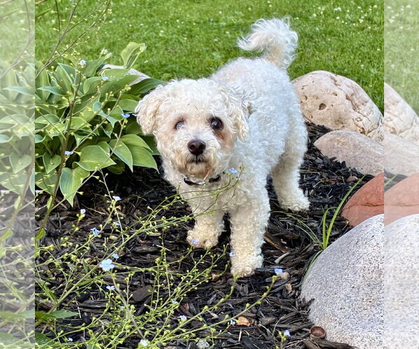 Medium Photo #8 Bichon Frise-Unknown Mix Puppy For Sale in Alexandria, KY, USA