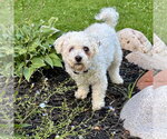 Small #7 Bichon Frise Mix