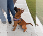 Small #2 Labrador Retriever Mix