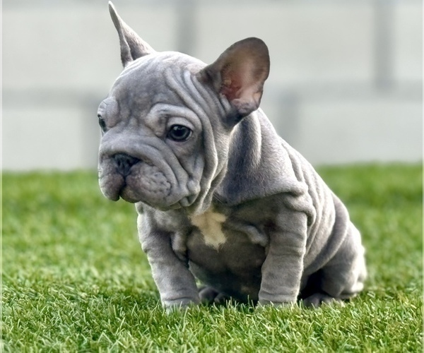 Medium Photo #2 French Bulldog Puppy For Sale in SPRINGFIELD, MA, USA