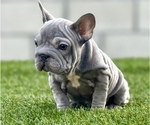 Small Photo #2 French Bulldog Puppy For Sale in SPRINGFIELD, MA, USA