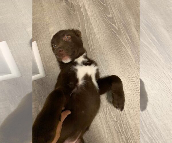 Medium Photo #11 Labrador Retriever-Unknown Mix Puppy For Sale in New York, NY, USA
