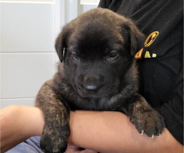 Medium Photo #2 Dutch Shepherd Dog Puppy For Sale in LEANDER, TX, USA