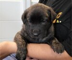 Small Photo #2 Dutch Shepherd Dog Puppy For Sale in LEANDER, TX, USA