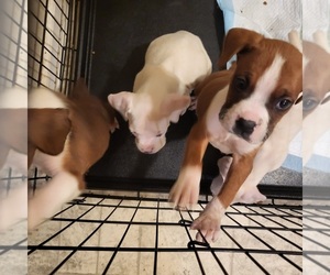 Boxer Puppy for sale in SUMMERVILLE, SC, USA