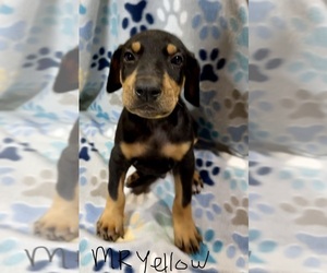 Medium Doberman Pinscher