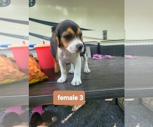 Beagle Puppy for sale in MONROEVILLE, NJ, USA