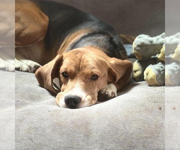 Medium Photo #4 Beagle Puppy For Sale in Andover, MN, USA