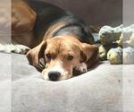 Small #3 Beagle