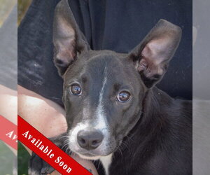 Mutt Dogs for adoption in Huntley, IL, USA